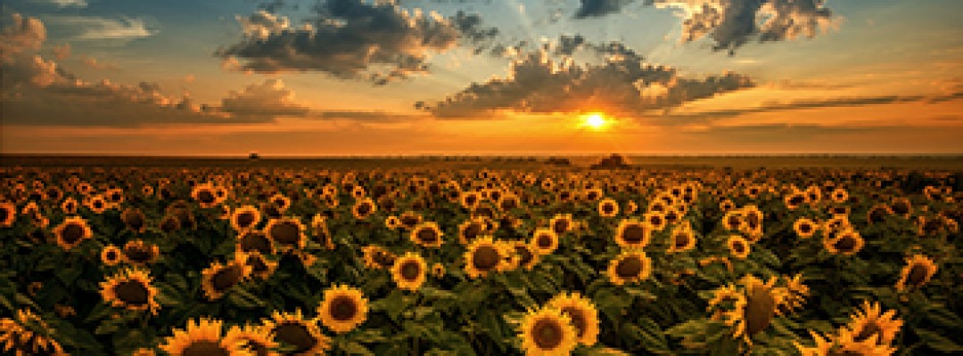 sunflowers 352x144